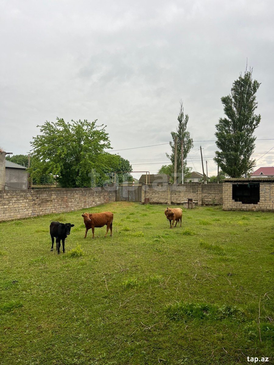 Həyət evi, Şirinsu qəs. (16)