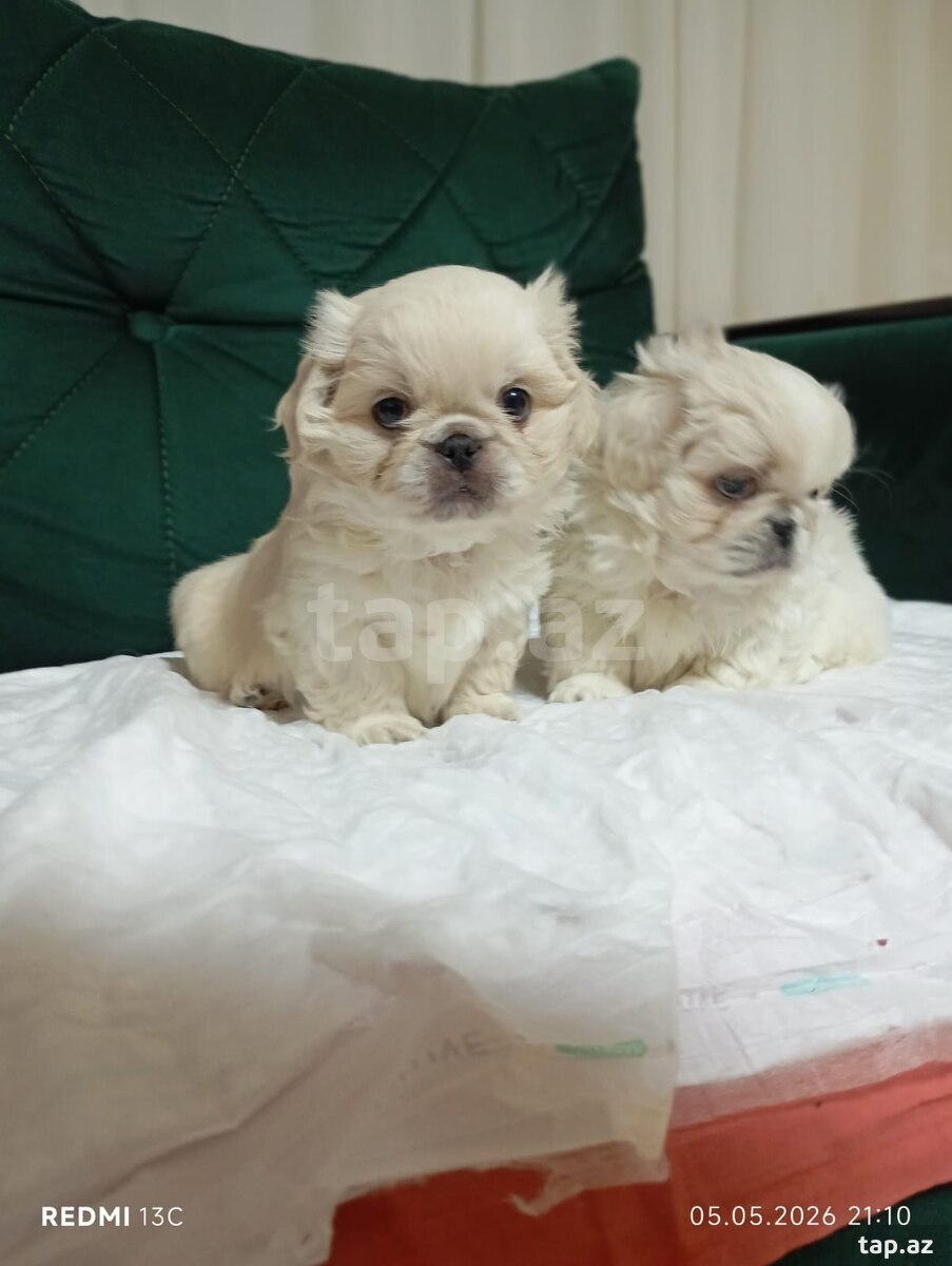 Pekines 