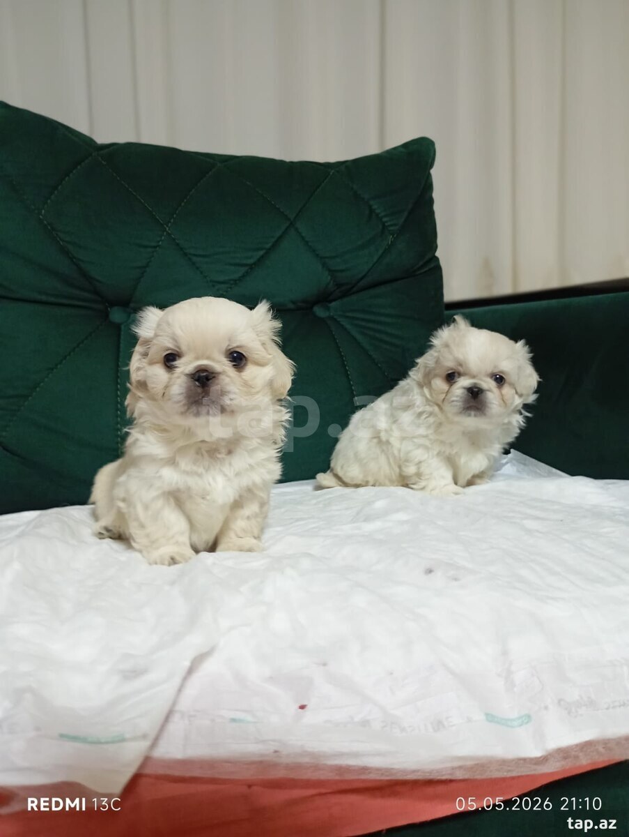 Pekines  (2)