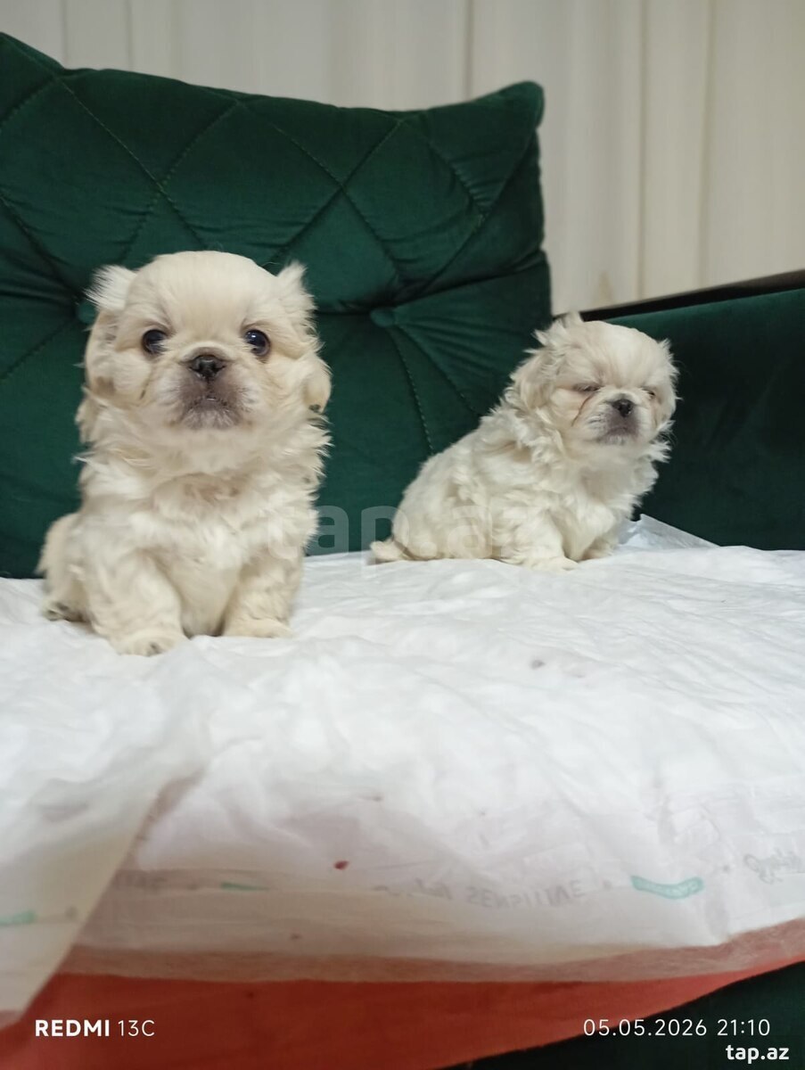 Pekines  (4)