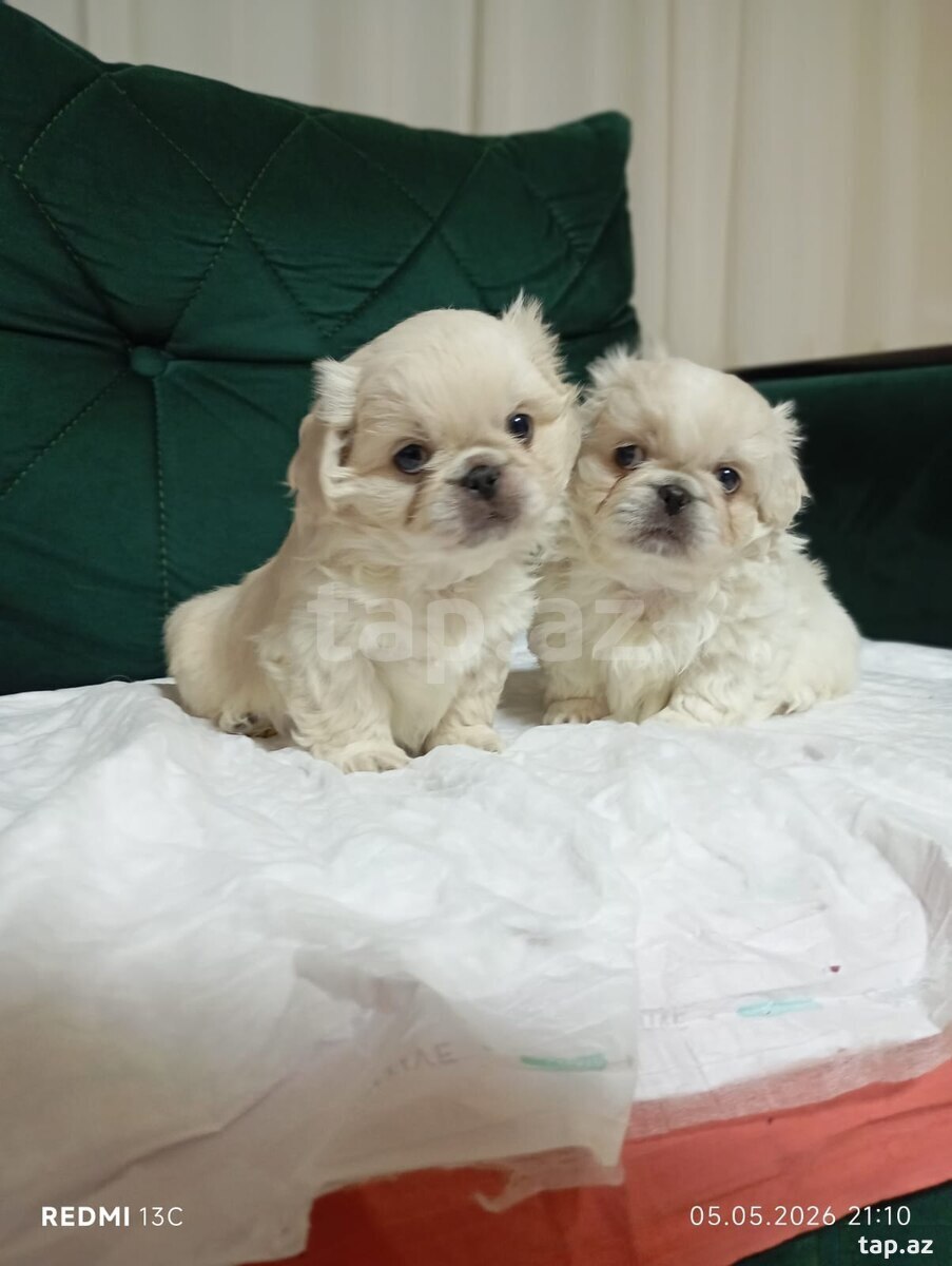 Pekines  (3)