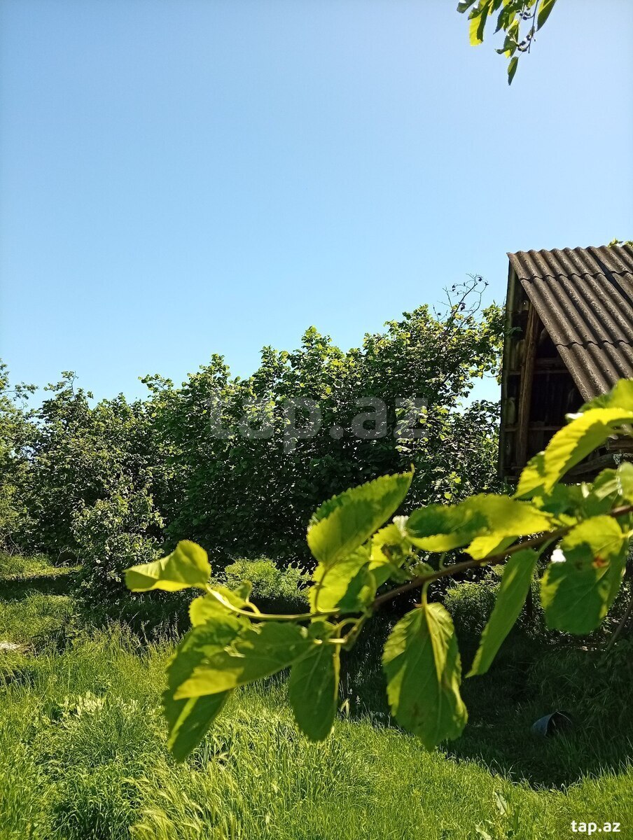 Həyət evi, Oğuz ray.