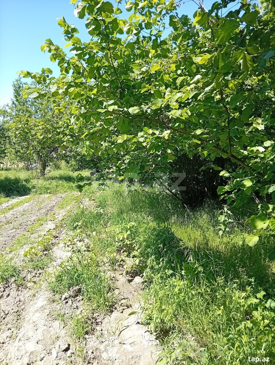 Həyət evi, Oğuz ray.