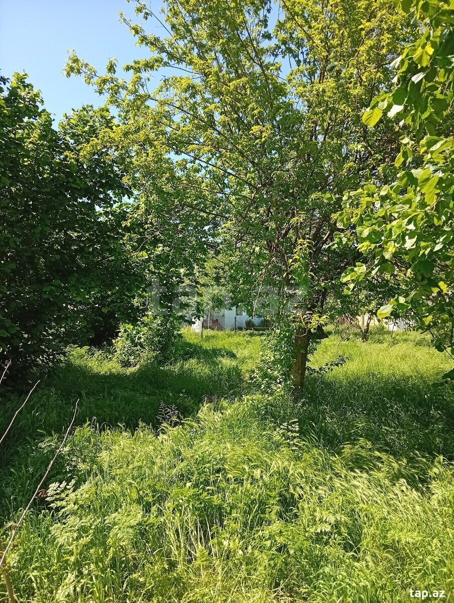 Həyət evi, Oğuz ray.