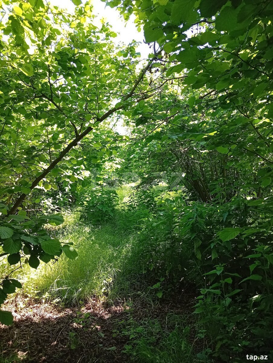 Həyət evi, Oğuz ray.