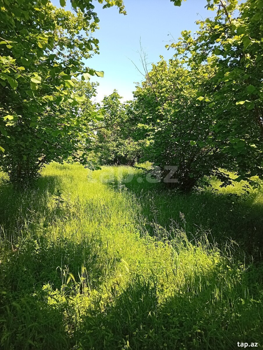Həyət evi, Oğuz ray.