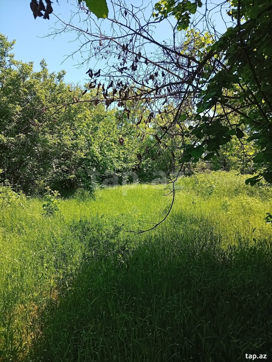 Həyət evi, Oğuz ray.