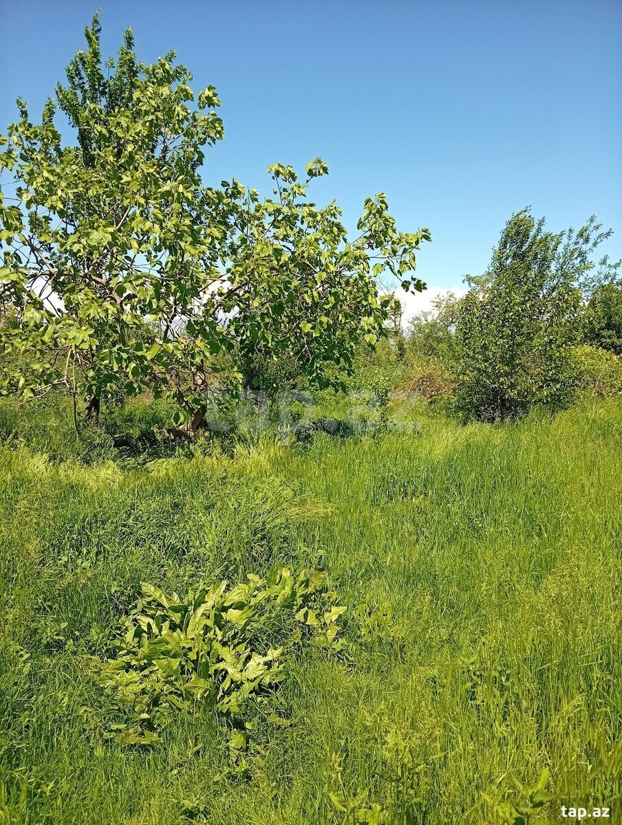 Həyət evi, Oğuz ray.