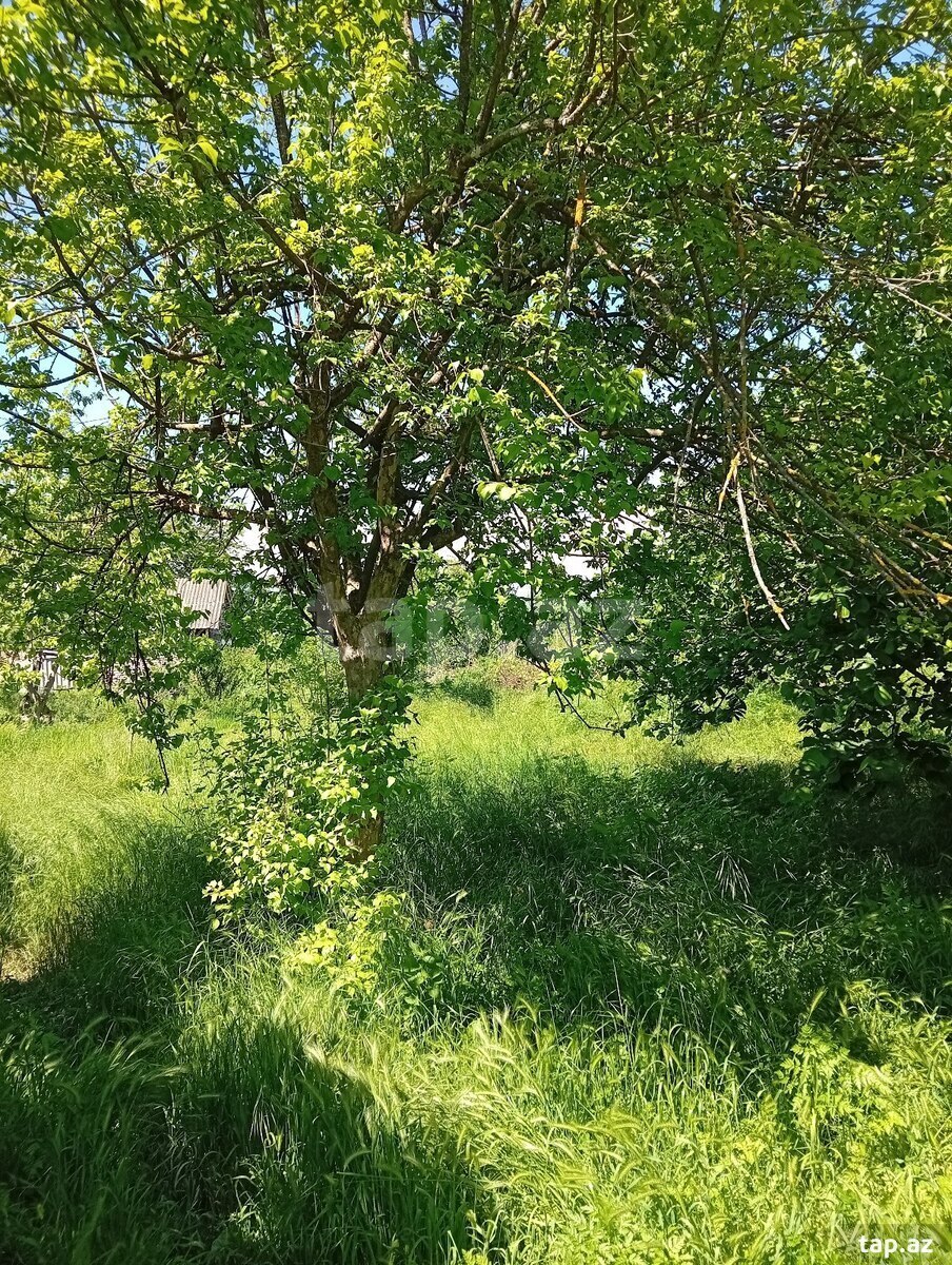 Həyət evi, Oğuz ray.