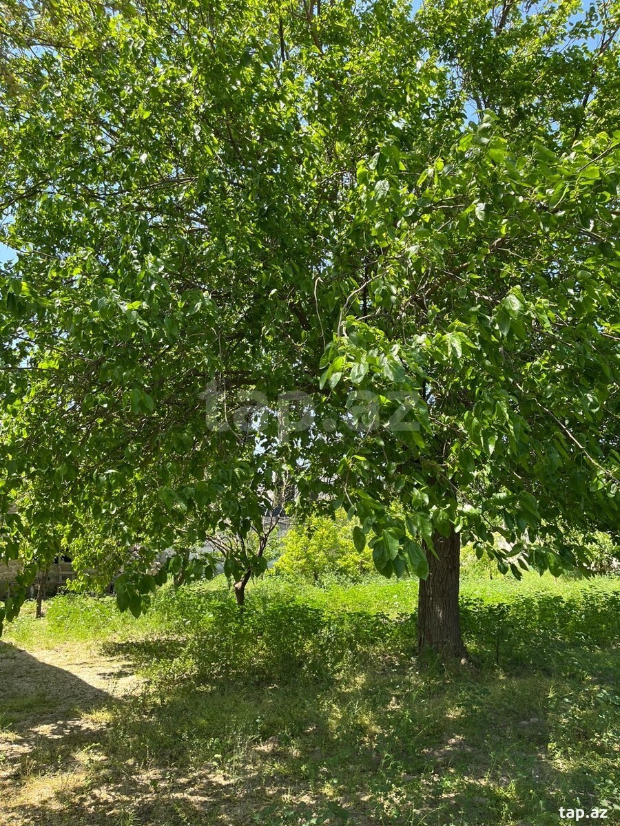11 sot torpaq sahəsi, Buzovna qəs. (5)