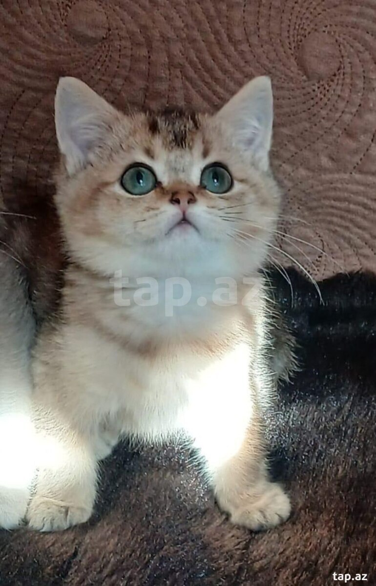 Золотая Шиншилла  (9)
