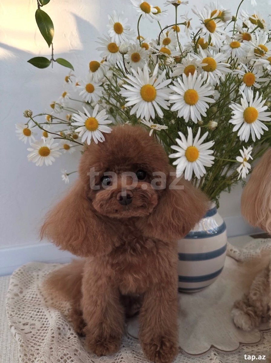 Toy pudel  cütləşdirmək üçün 
