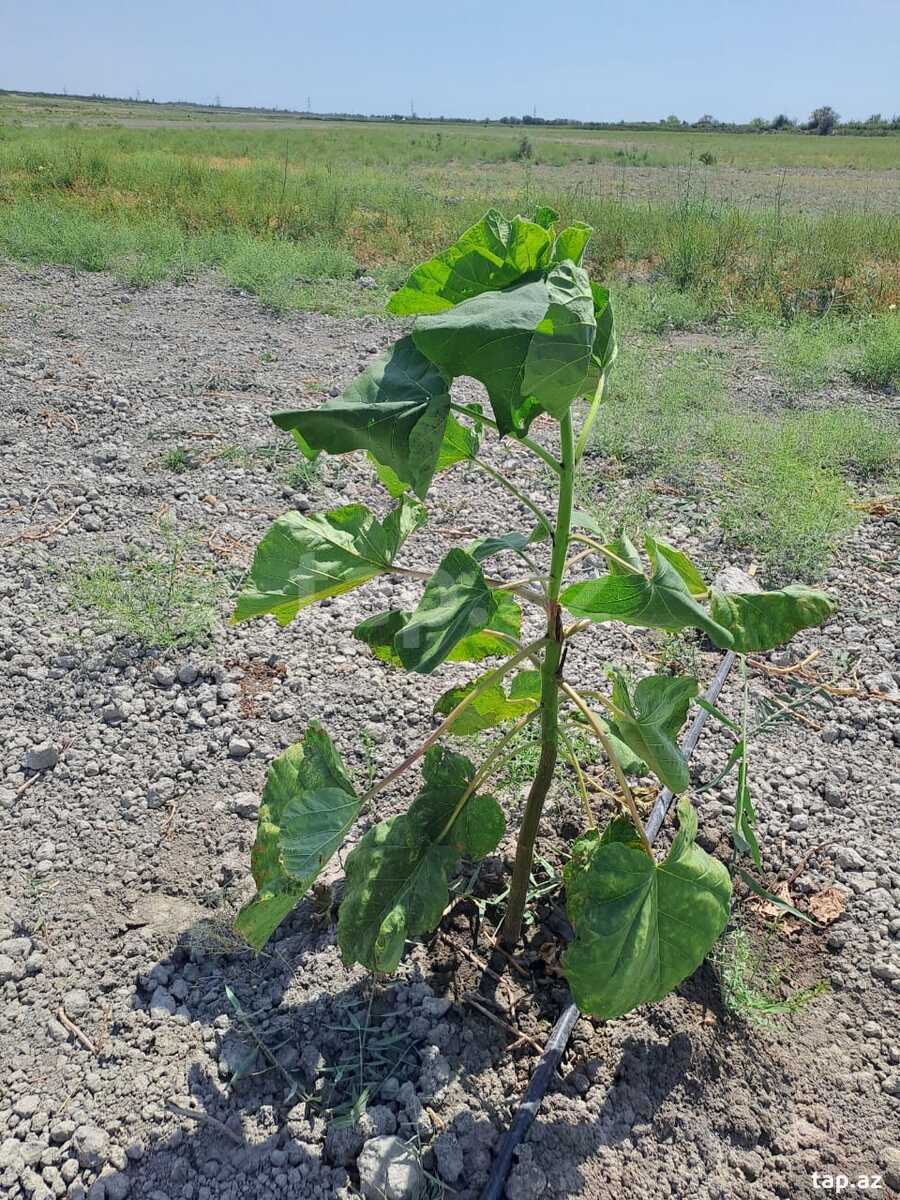 750 sot torpaq sahəsi, Ağdaş r. (5)