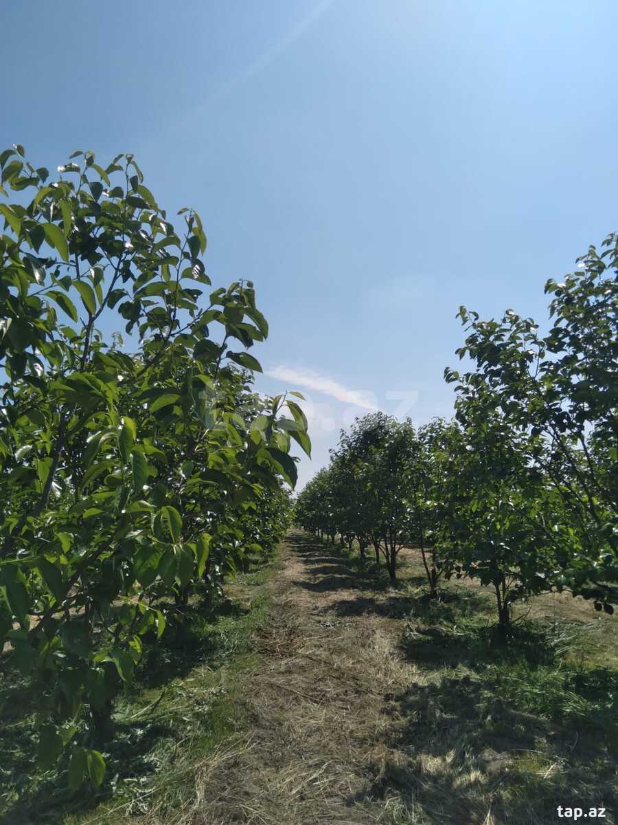 60 sot torpaq sahəsi, Ağdaş r. (8)