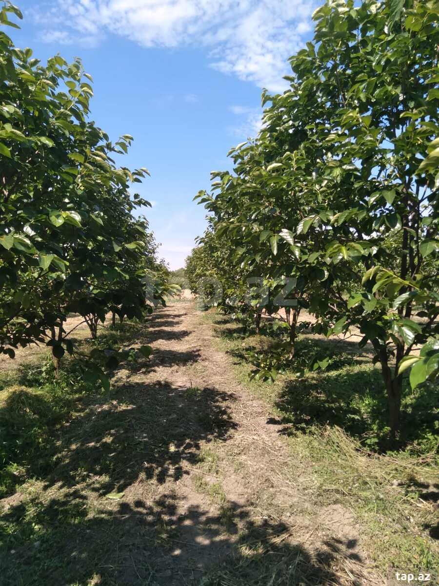 60 sot torpaq sahəsi, Ağdaş r. (3)