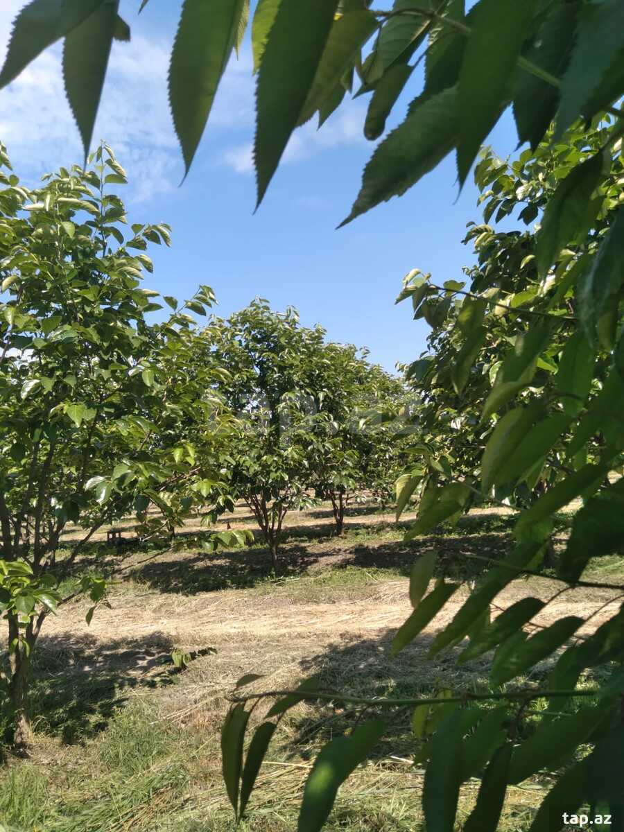 60 sot torpaq sahəsi, Ağdaş r. (7)