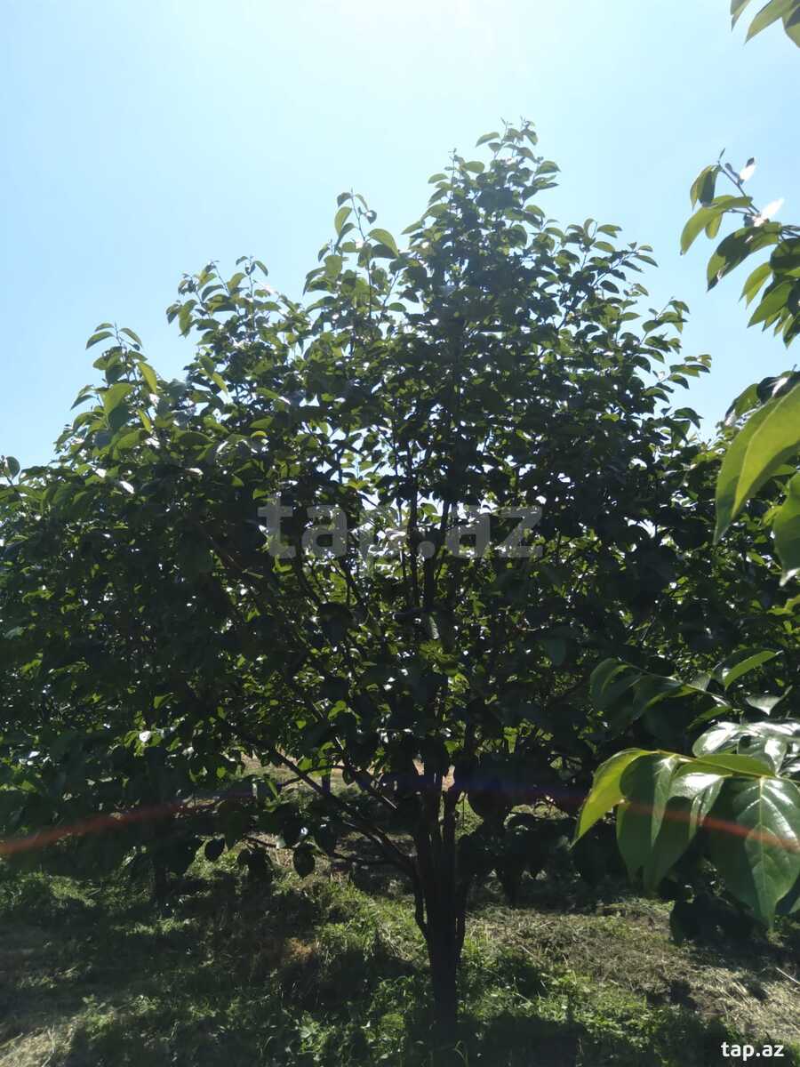 60 sot torpaq sahəsi, Ağdaş r. (10)