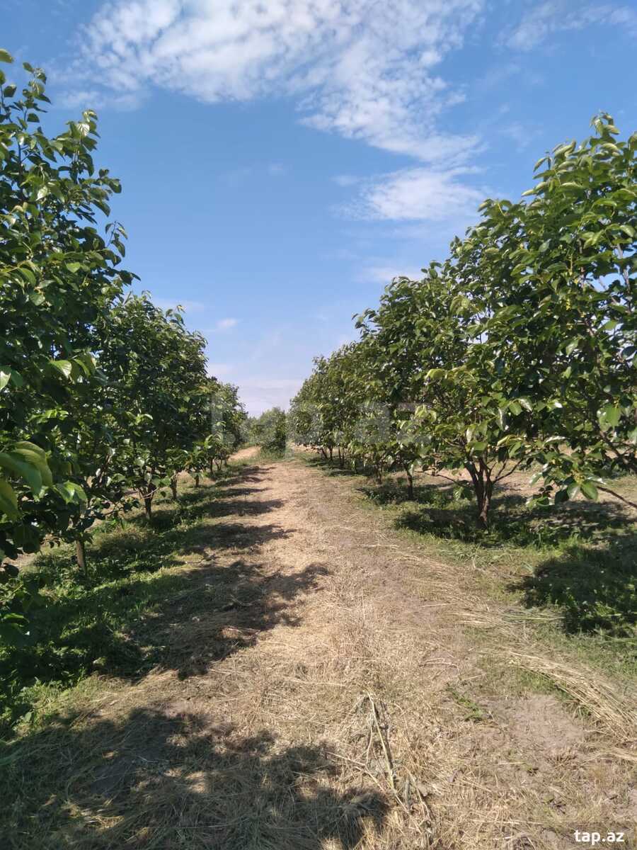 60 sot torpaq sahəsi, Ağdaş r. (5)