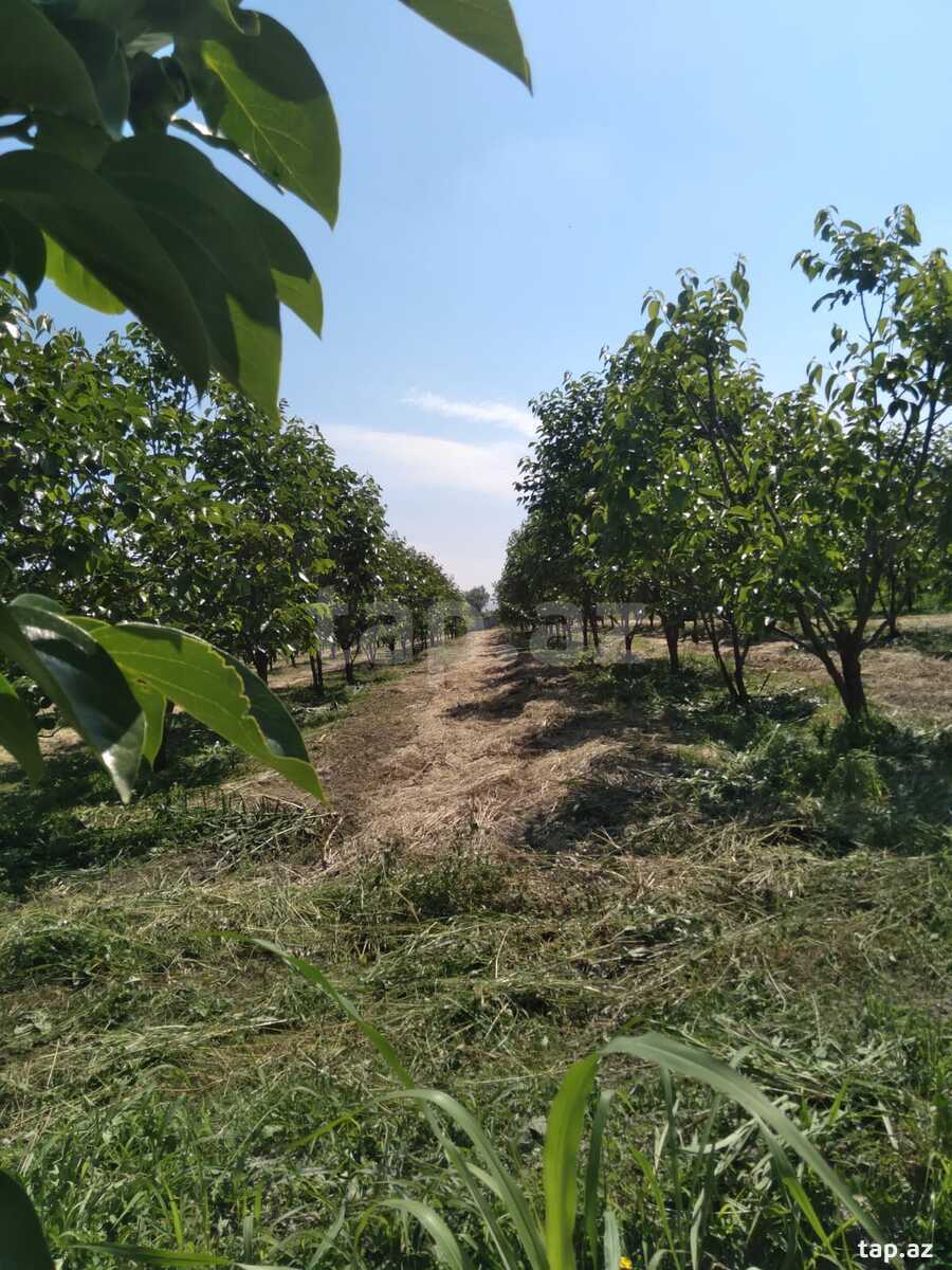 60 sot torpaq sahəsi, Ağdaş r. (6)