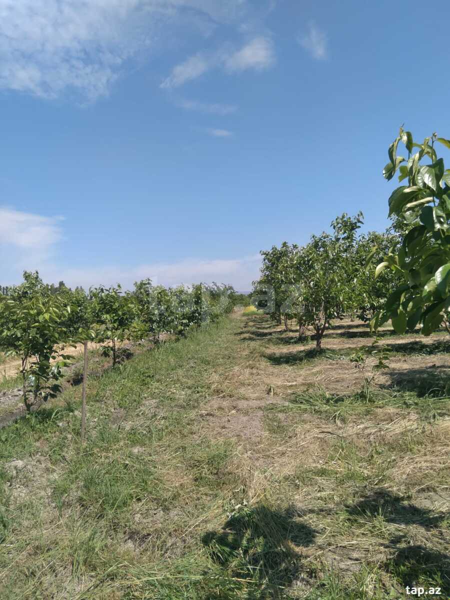 60 sot torpaq sahəsi, Ağdaş r.