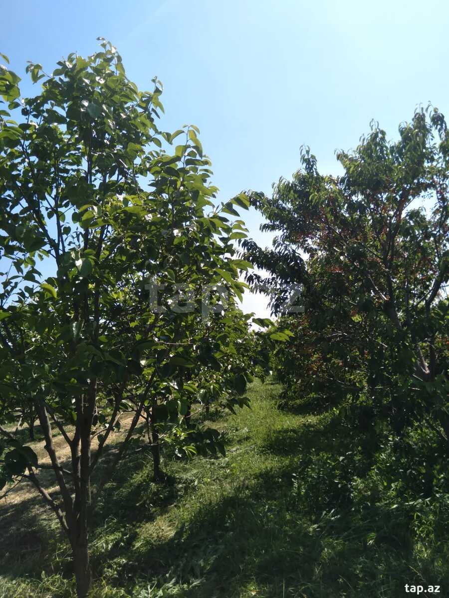 60 sot torpaq sahəsi, Ağdaş r. (2)