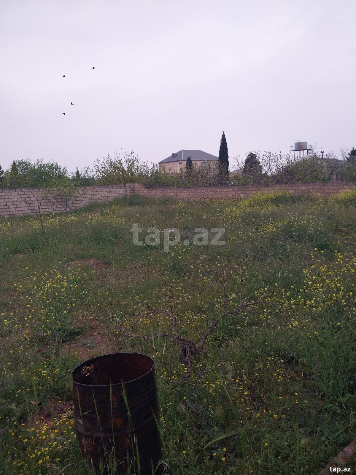 18.5 sot torpaq sahəsi, Albalılıq qəs. (8)