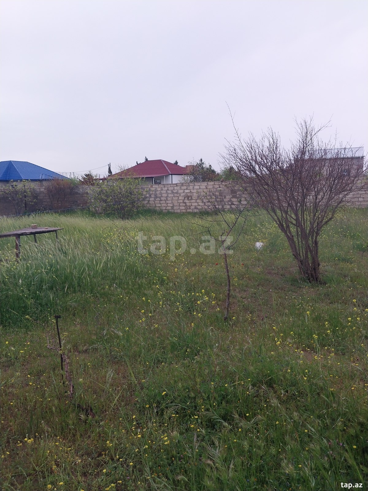18.5 sot torpaq sahəsi, Albalılıq qəs. (7)