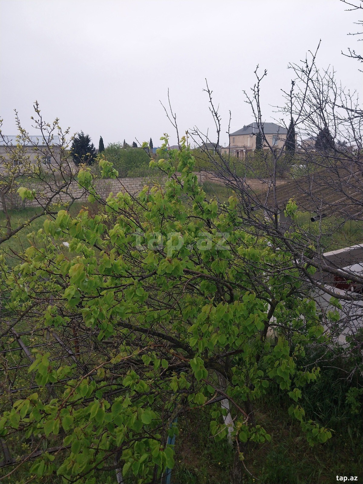 18.5 sot torpaq sahəsi, Albalılıq qəs. (5)