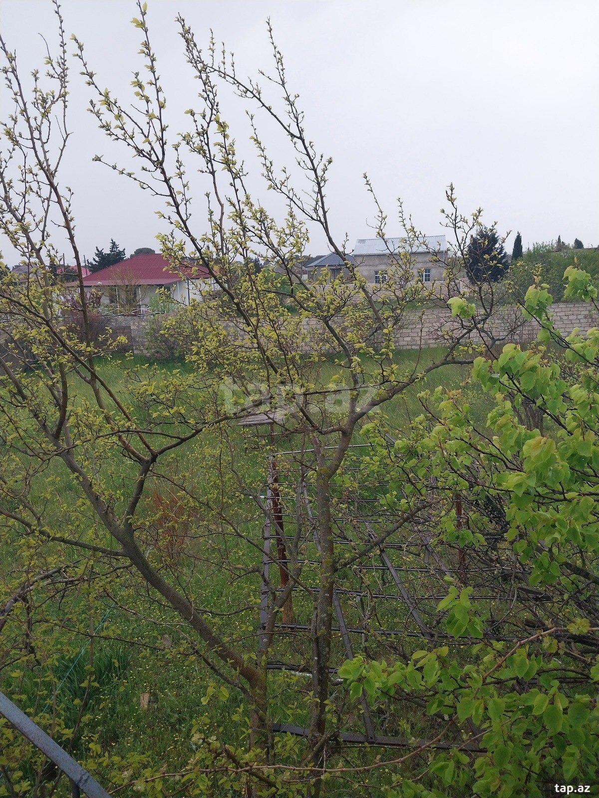 18.5 sot torpaq sahəsi, Albalılıq qəs. (2)