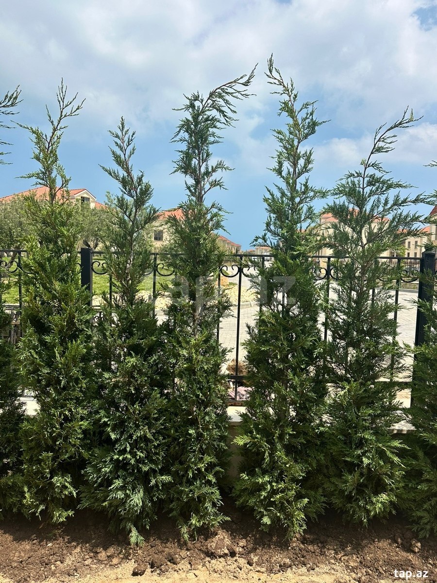 Leylandra şam ağacı (3)