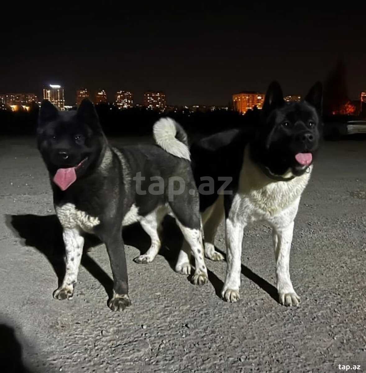 Amerikan Akita (4)
