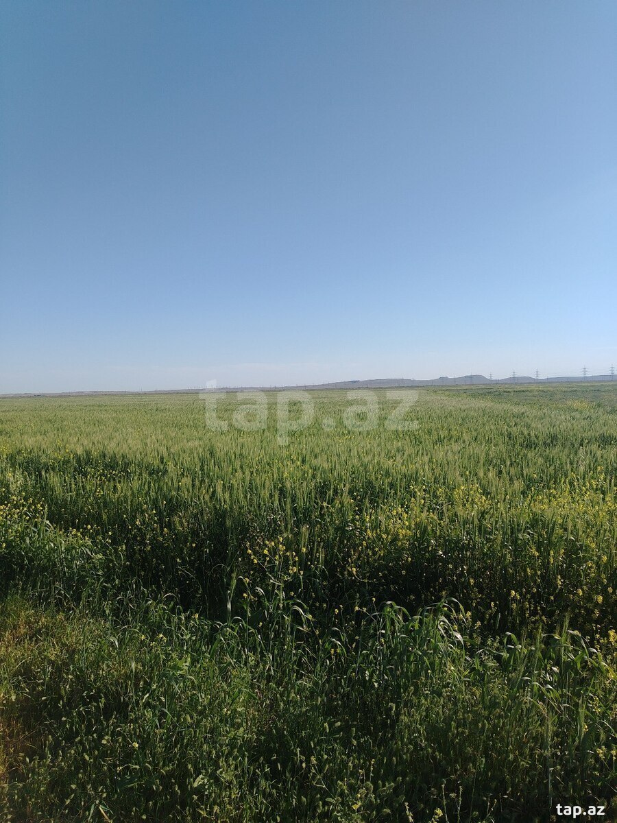 1000 sot torpaq sahəsi, Hacıqabul r.