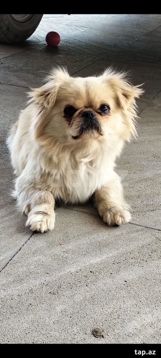 Pekines