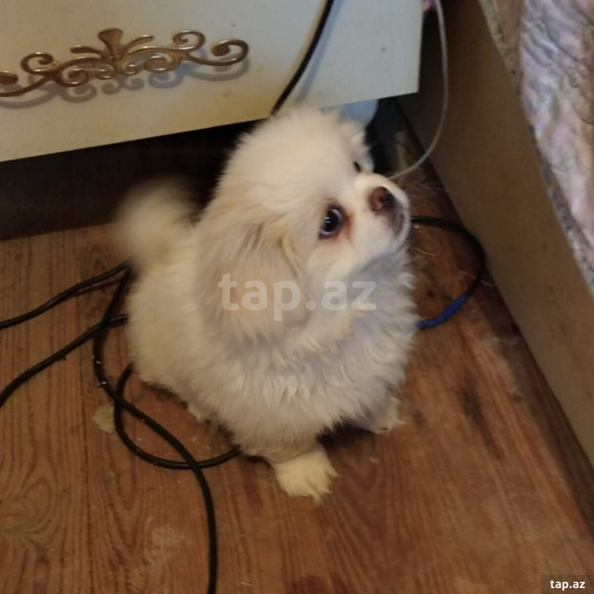 Pekines balaları 