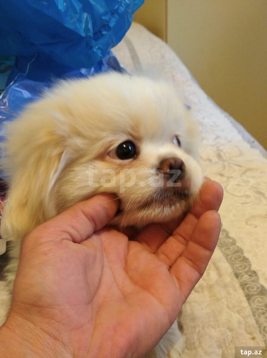 Pekines balaları  (2)