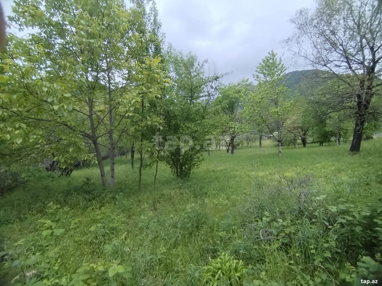 Land for sale, Shaki
