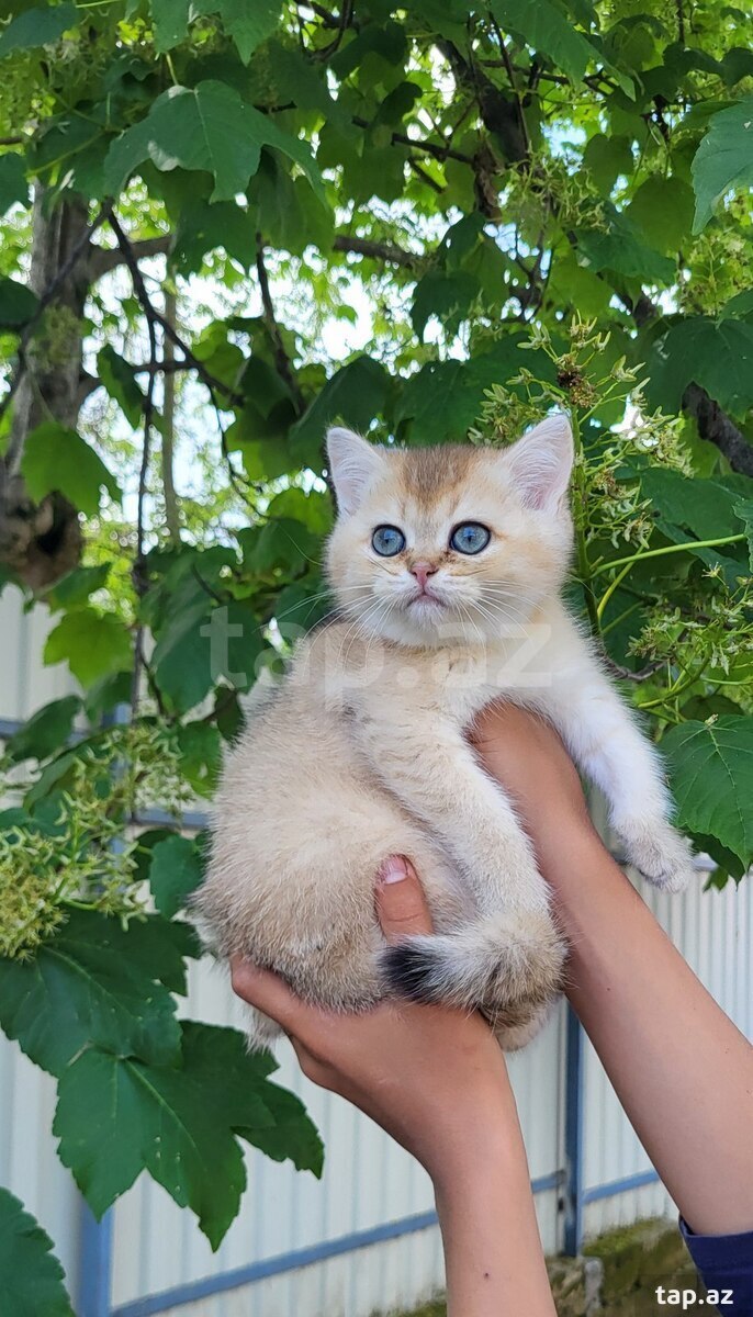 Золотистые шиншиллы