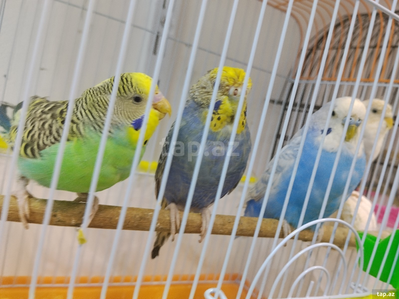 Korella tutuquşu (12)