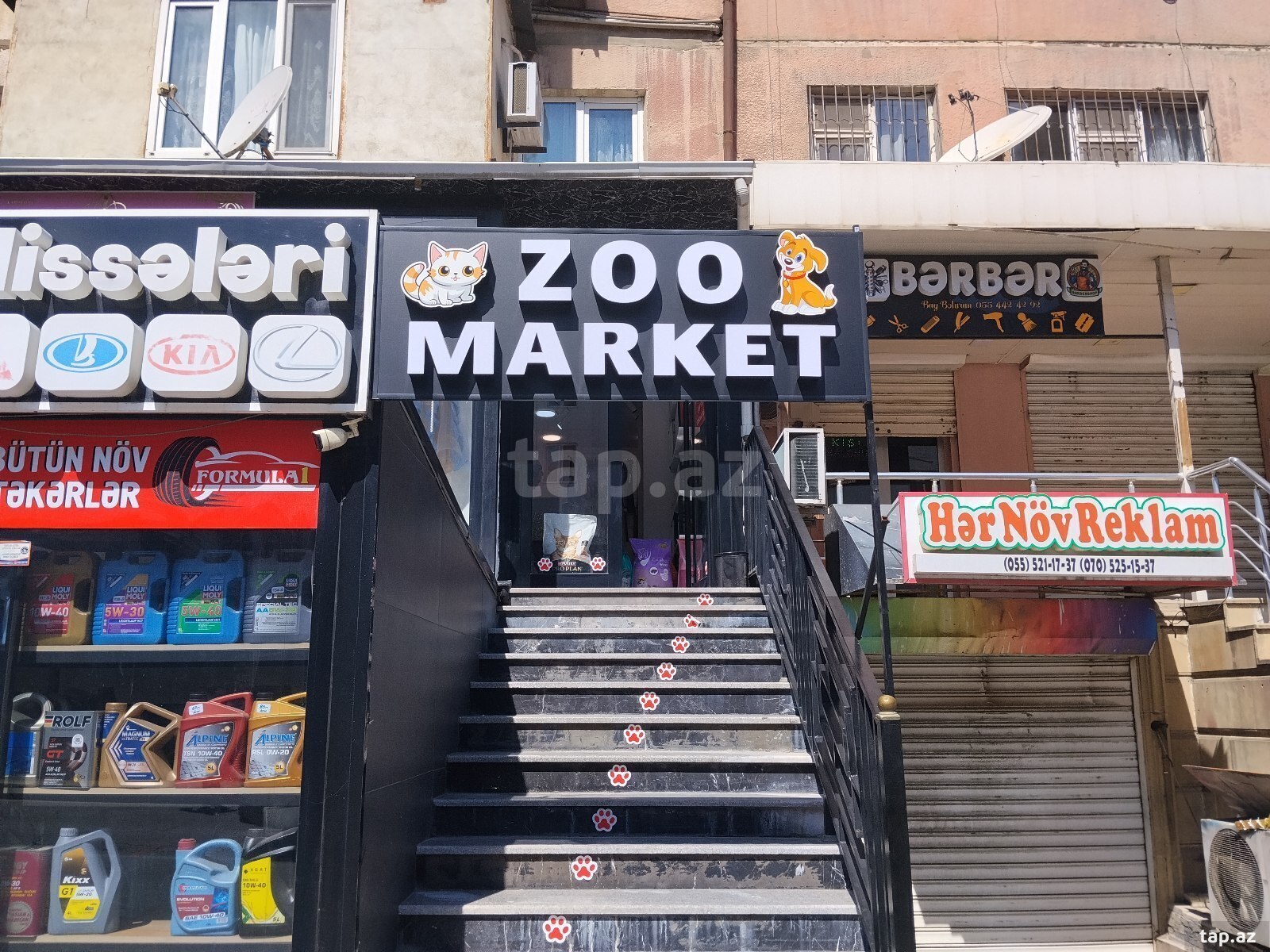 Korella tutuquşu (13)