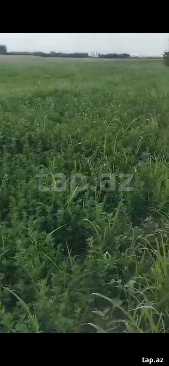 214 sot torpaq sahəsi, Beyləqan r. (5)