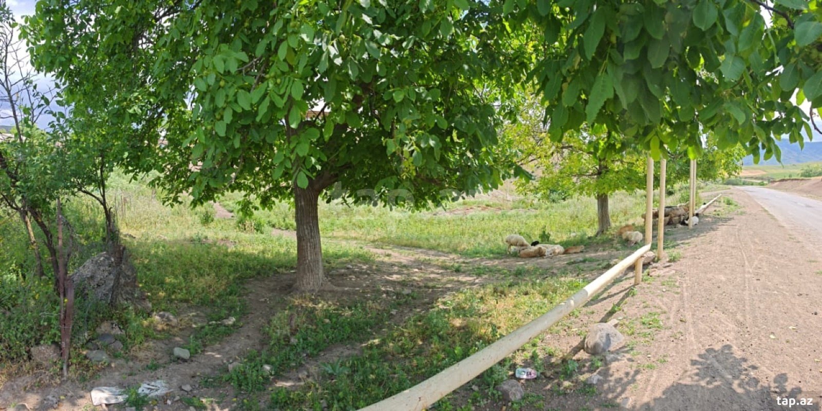 13 sot torpaq sahəsi, Göygöl r. (2)