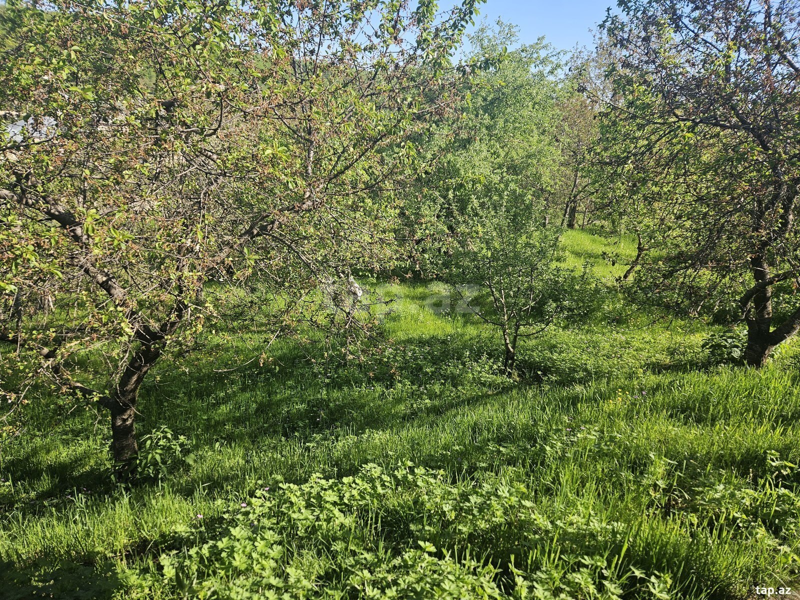 Земельный участок на продажу, Alpan, Губа