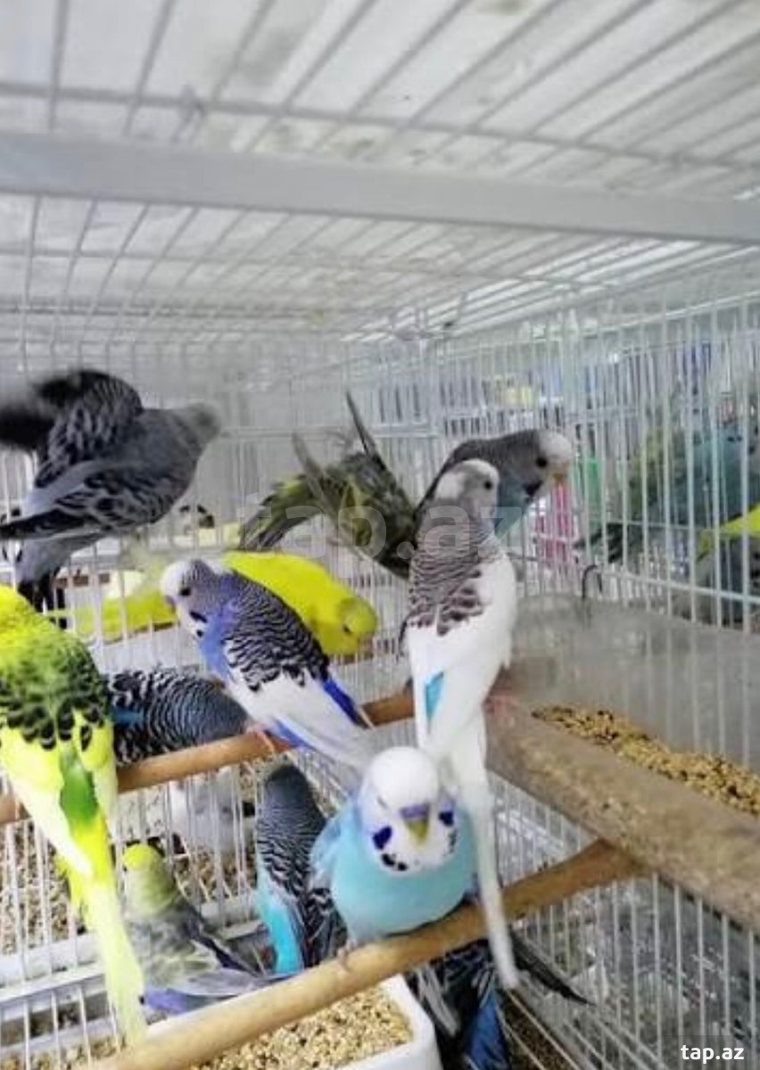 Tutuquşular (2)