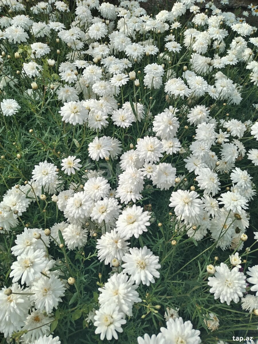 Çobanyastığılar (2)