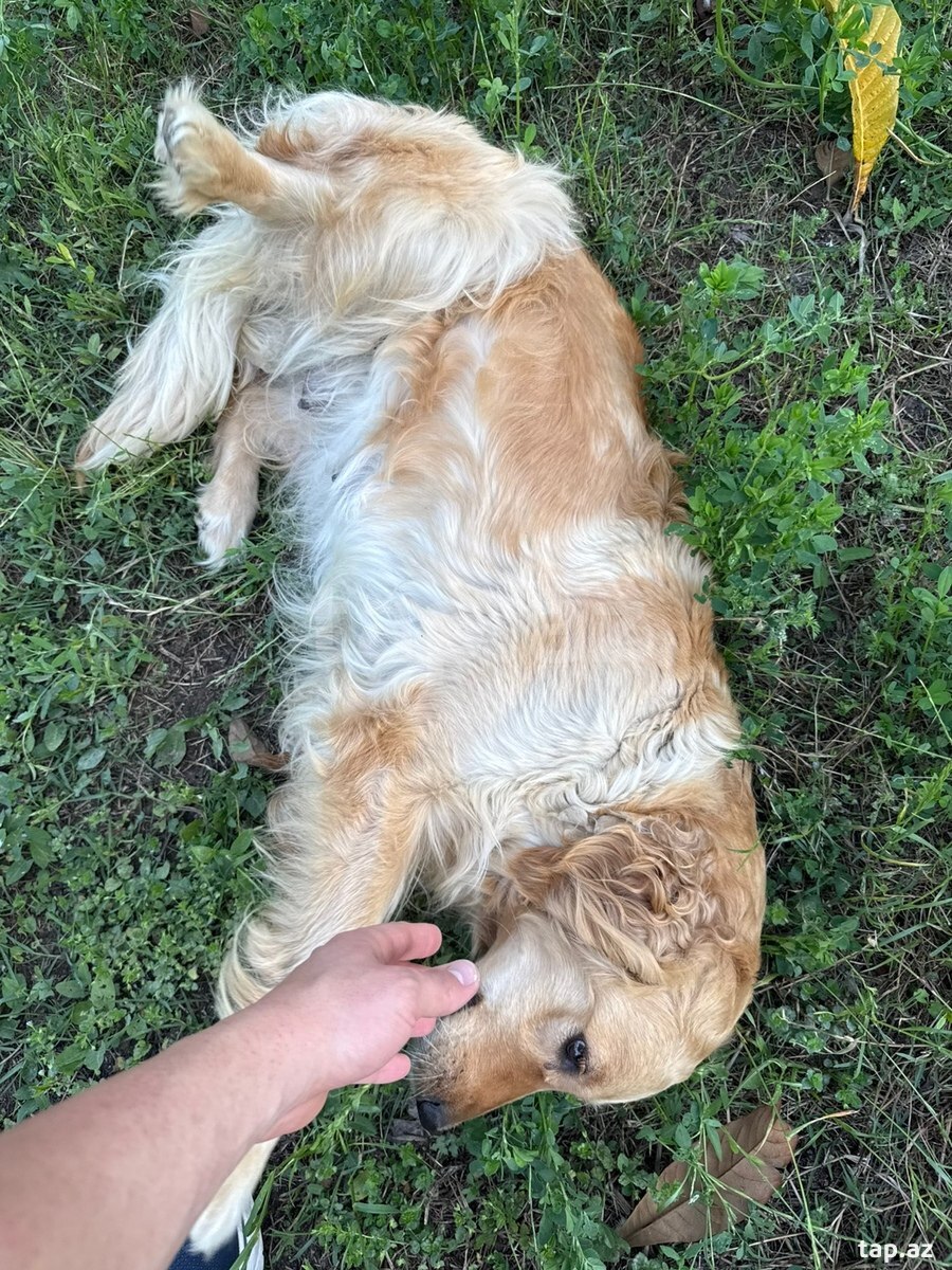 Labrador Retriver (6)