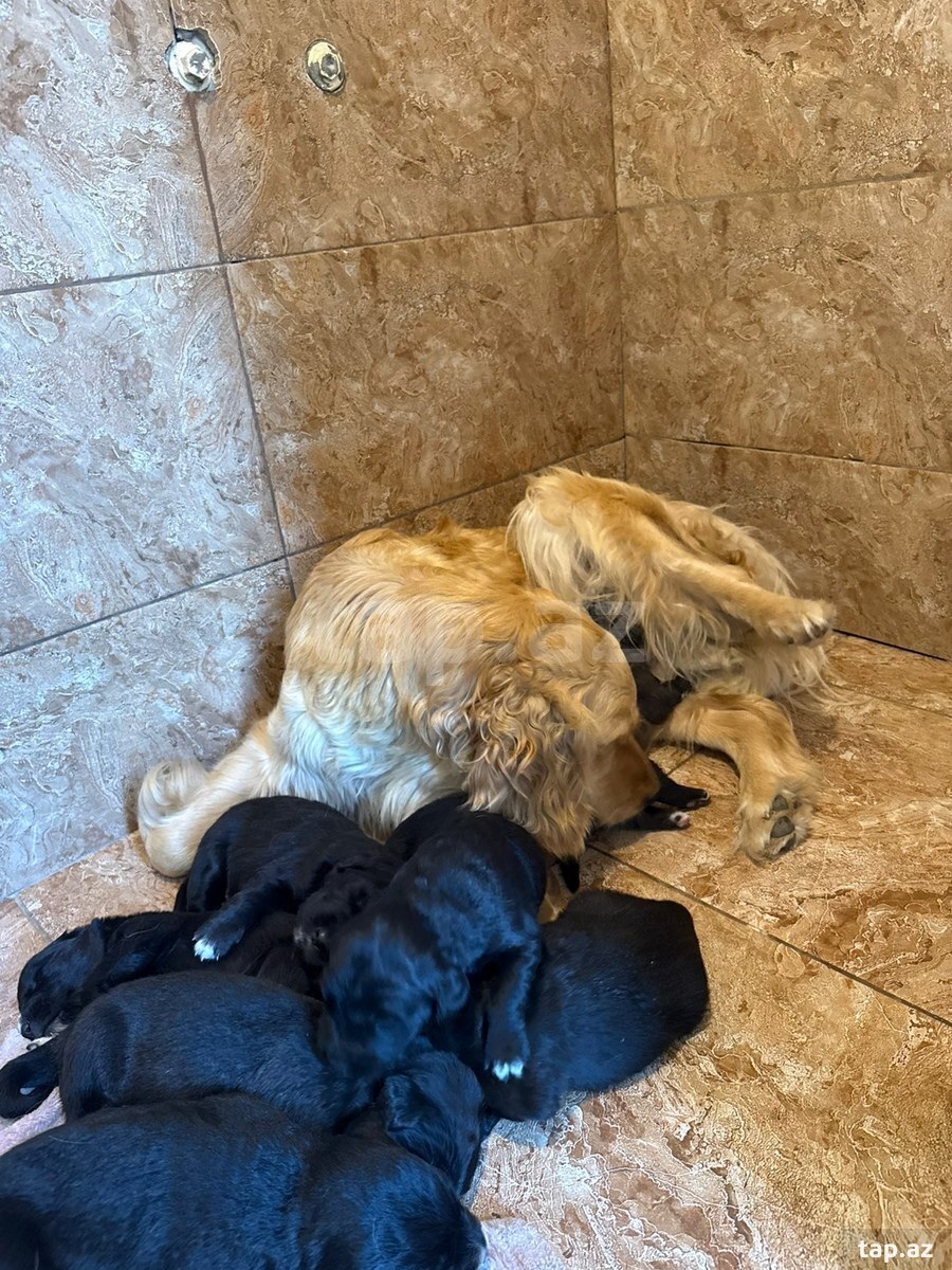 Labrador Retriver (4)