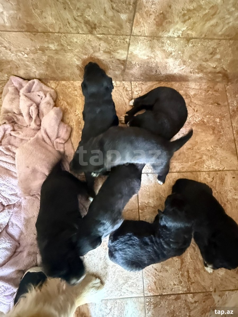Labrador Retriver (7)