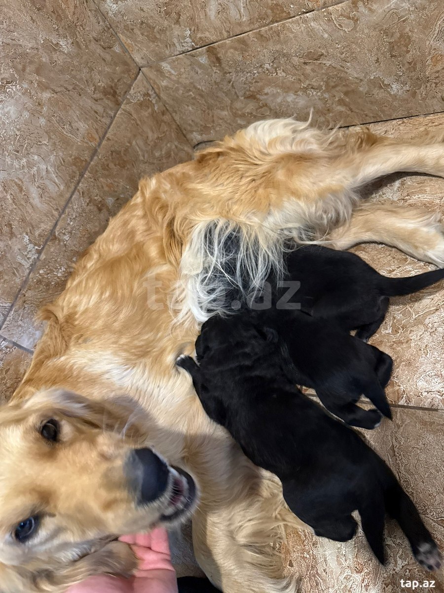 Labrador Retriver (5)