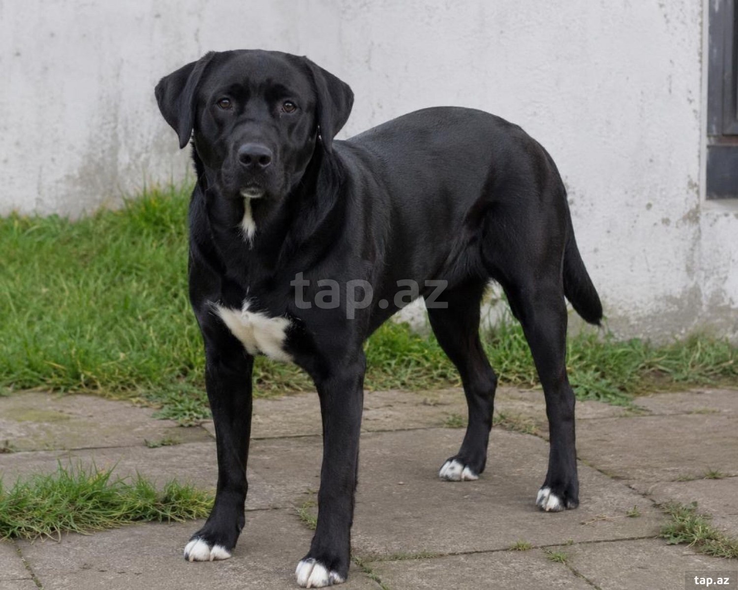 Labrador Retriver (8)