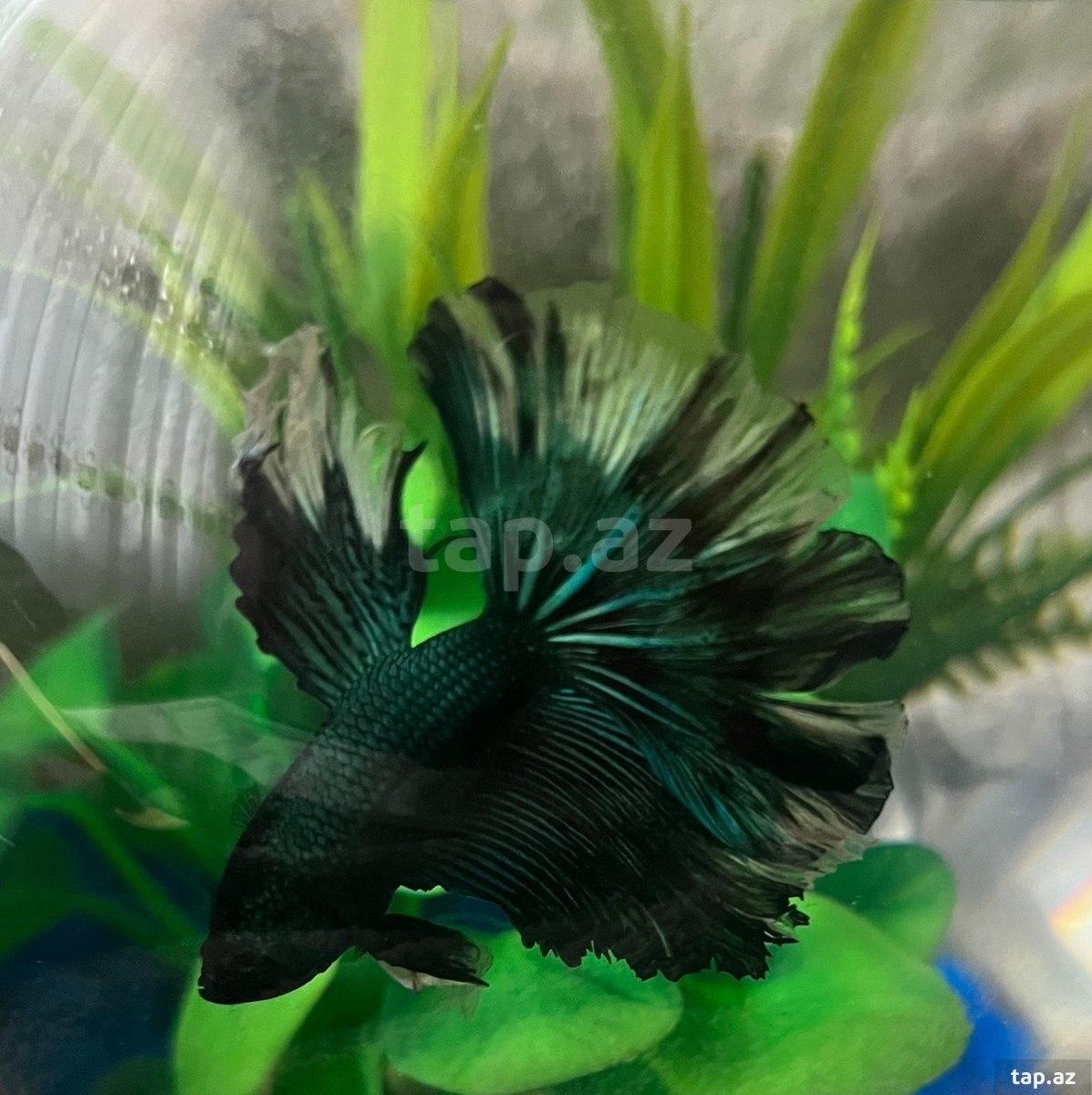 Black orchid betta ( halfmoon betta)